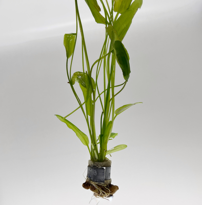 Aponogeton natans
