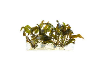 Cryptocoryne wendtii 'Sindoor'