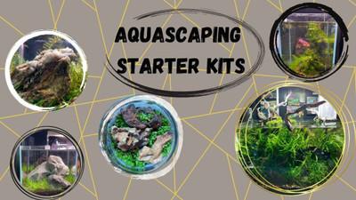 Aquascape Starter Kits At Hakkai Aquascape Design Gallery - Liberty Station - Point Loma - San Diego