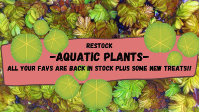 Restock On Aquatic Plants Here At Pet Zone Tropical Fish 