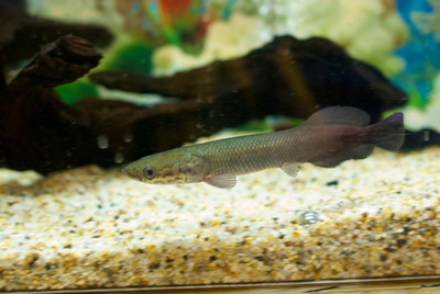 Arapaima gigas