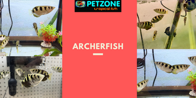 Archerfish - Straight Shooter