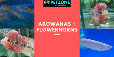 New Arowana + Flowerhorn Stock
