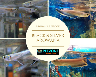 Black Arowana & Silver Arowana Fry Restocked!