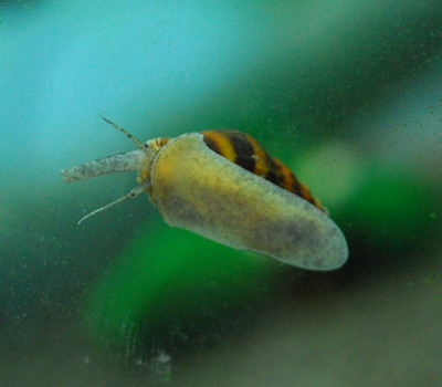 ​The Assassin Snail: The Perfect Solution to Pest Snail Overpopulation