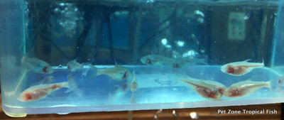 Sunday Species Spotlight: ​Blind Cave Fish (Astyanax mexicanus)