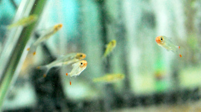 Rummynose Tetra