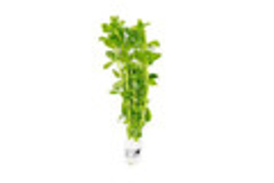 Bacopa Monnieri