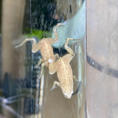 Platinum Zaire African Dwarf Frog