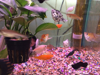 Balloon Molly (Poecilia latipinna)
