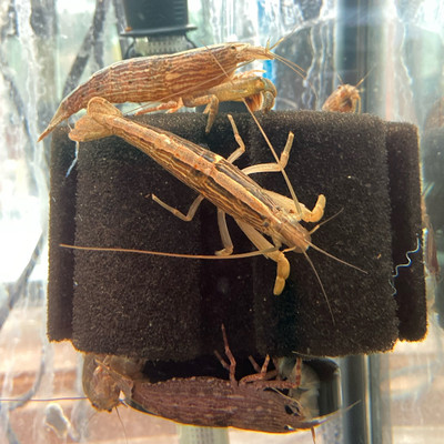 The Bamboo Shrimp