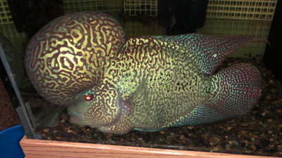 ​Flowerhorn Crossbreeding 101: Filial Generations (Genes) 