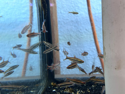 Beckford’s Red Pencil Fish
