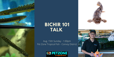 Bichir 101 Talk With King Here At Pet Zone SD Convoy