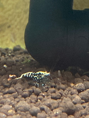 Black Galaxy Dwarf Shrimp