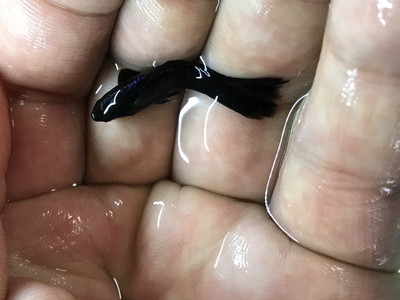 Black Moscow Guppy (Poecilia reticulata)