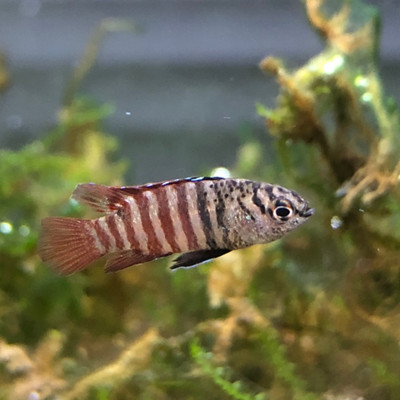 ​Black Tiger Badis: A Unique and Exquisite Fish for Your Aquarium