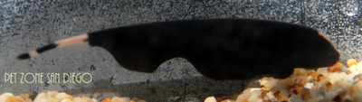 Black Ghost Knifefish