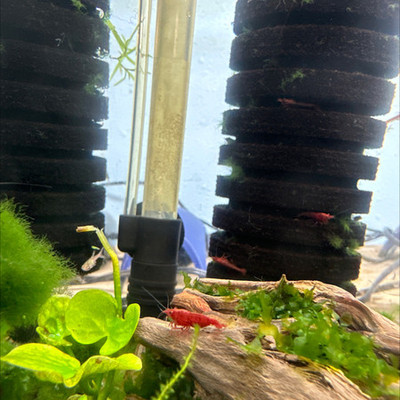 Bloody Mary Shrimp