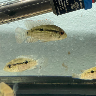 Blue Acara