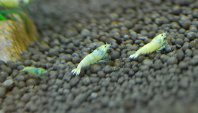 ​The Enchanting Extreme SS Blue Bolt Shrimp: A Beautiful Addition to Your Aquatic World