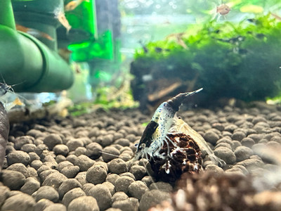 Blue Carbon Rili Shrimp