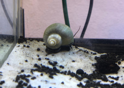 Blue Mystery Snail