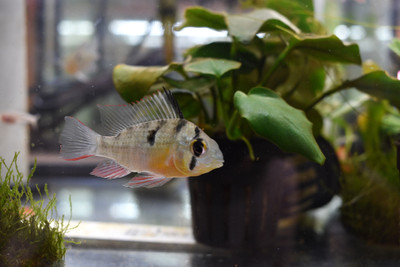 Bolivian Ram Dwarf Cichlid