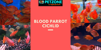 Blood Parrot Cichlid - Hybrid Cichlid