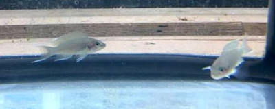 Brichardi cichlid