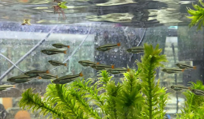 ​The Brilliant Rasbora: A Stunning Addition to Your Aquarium