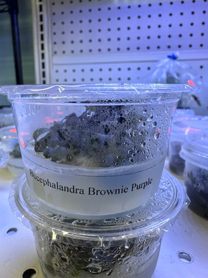 Bucephalandra Brownie Purple