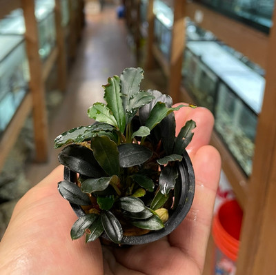 Bucephalandra in Aquariums: A Detailed Guide