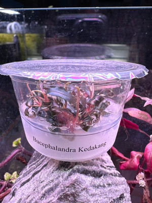 Bucephalandra Kedagang