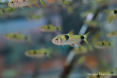 The Bucktooth Tetra: Unveiling the Charismatic Enigma of Aquaria