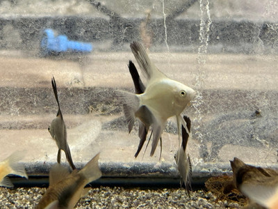 Bulgarian Seal Point Angelfish (Pterophyllum scalare)