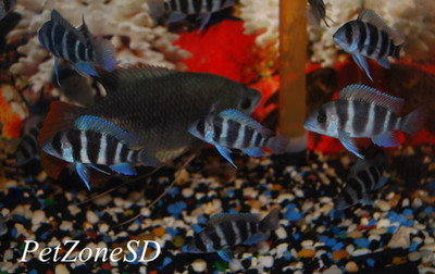 Burundi Frontosa Cichlid
