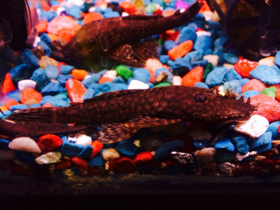 Bushynose Pleco