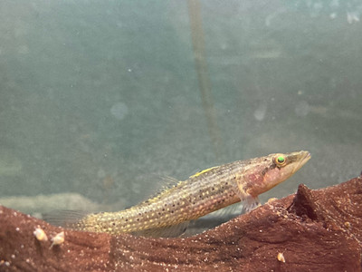 Bringing the Party to Your Tank: The Playful and Vibrant Butis Butis (Crazy Fish)