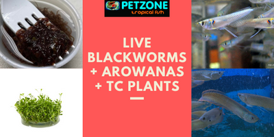 Restock On Live CA Blackworms + Arowana Fry & Juveniles + New TC Plants!