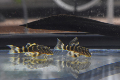 Candy Stripe Pleco