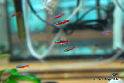 Cardinal Tetras
