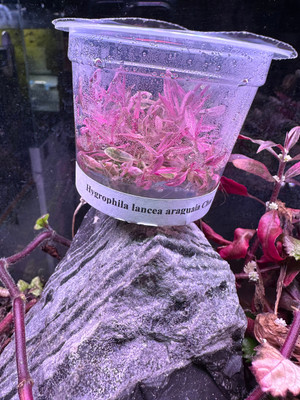 HYGROPHILA LANCEA ARAGUAIA "CHAI": A Captivating Aquatic Plant for Aquarium Enthusiasts