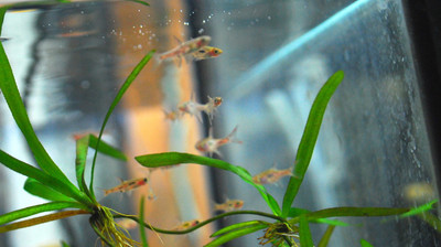 Exploring the Delicate Beauty of the Chili Rasbora: A Comprehensive Guide 