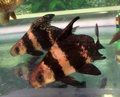 The Chinese Hi Fin Loach: A Unique and Fascinating Addition to Your Aquarium