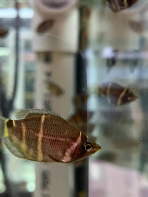 Chocolate Gourami