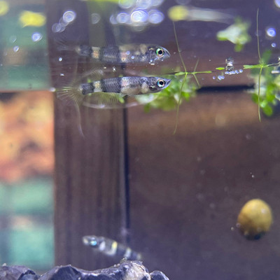 Clown Killifish (Epiplatys annulatus)
