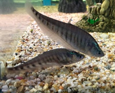 Exploring the Enigmatic Clown Knifefish: A Master of Elegance in Freshwater Aquaria