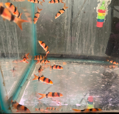 The Clown Loach: A Vibrant Addition to the Aquarium