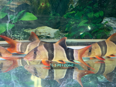 Clown Loach (Chromobotia macracanthus)